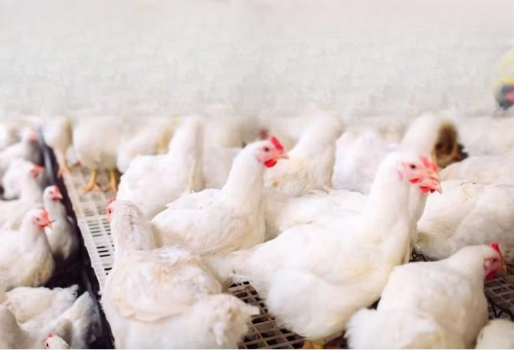 Chauffage électrique portable  - Farming System & Sustainable Agriculture avis et prix